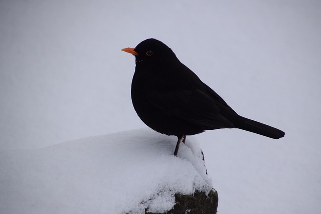 Vogel, Tierwelt, Draußen, Natur, Winter