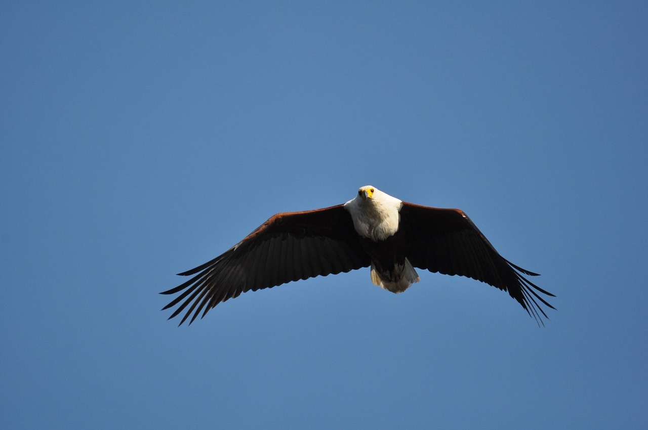 Bird Raptor Eagle - Free photo on Pixabay - Pixabay