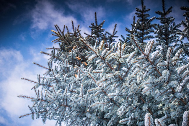 Free Winter Frost photo and picture