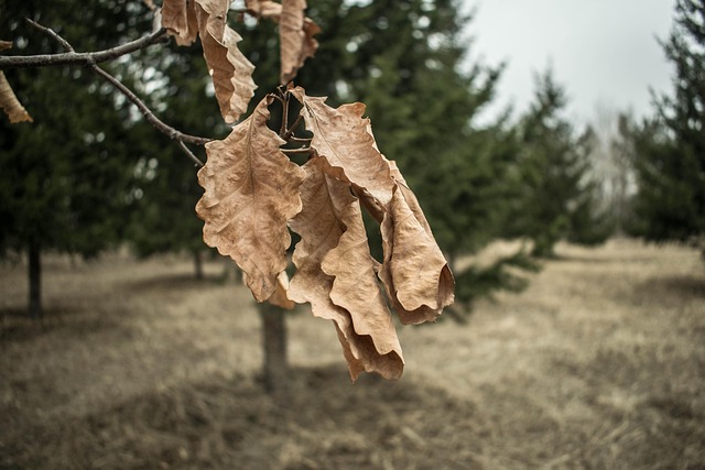 Free Nature Tree photo and picture