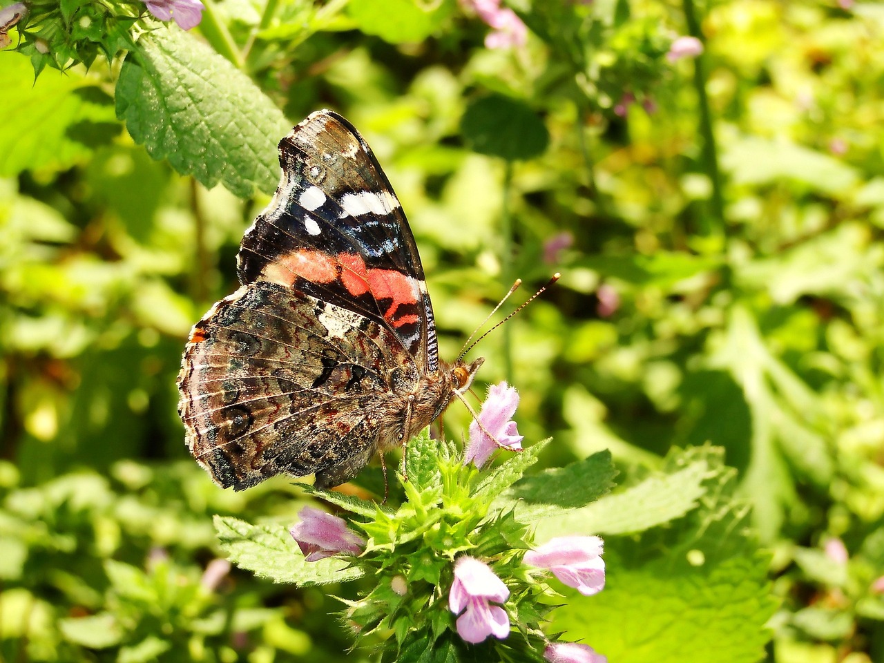 Out Site Insect Nature Outside Insect Butterfly - Free photo on Pixabay