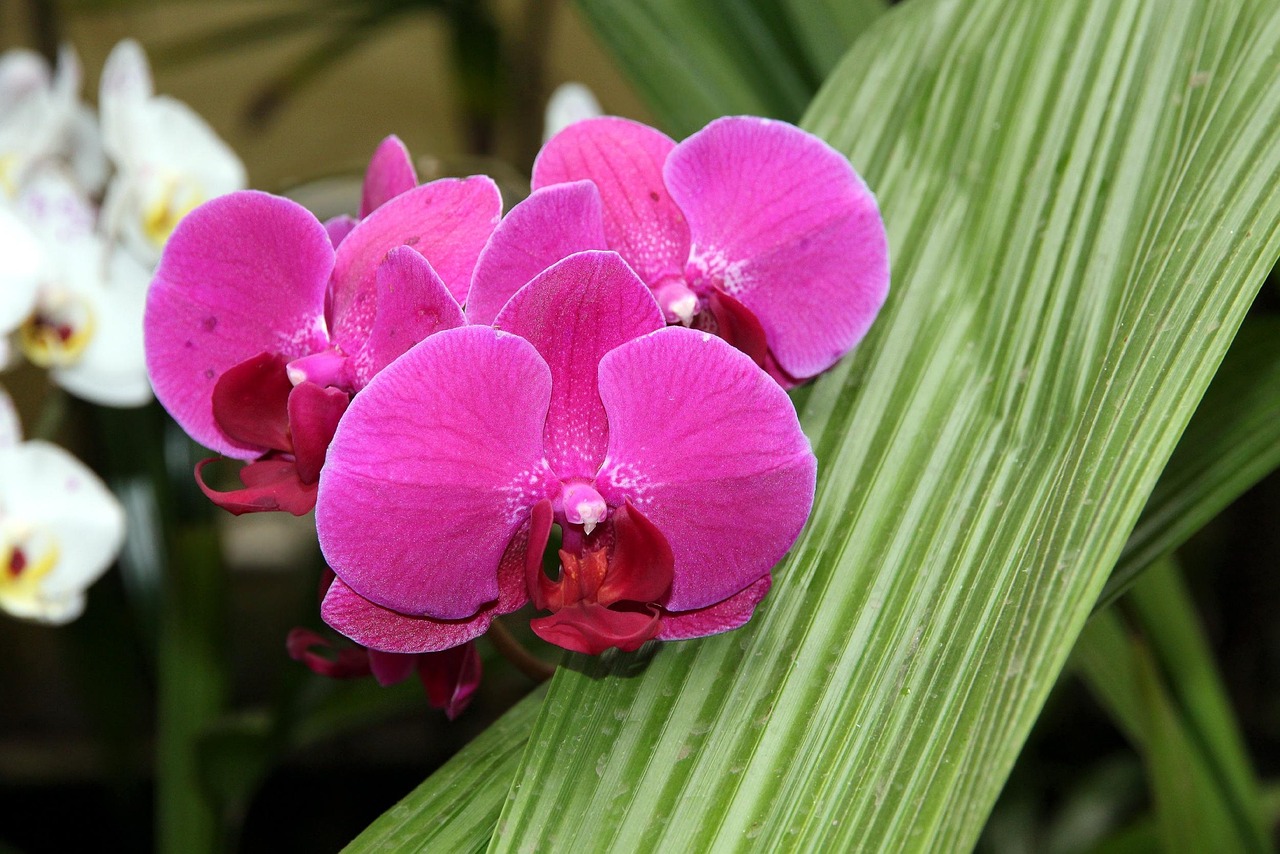 orchid-3320691_1280.jpg