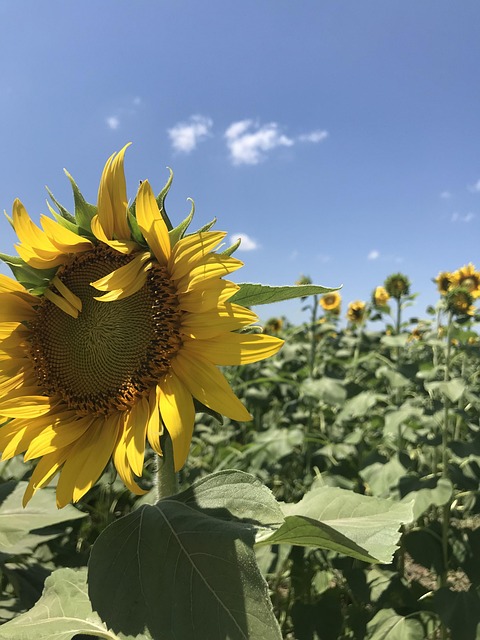 Natur, Solsikke, Flora, Sommer, Blomst