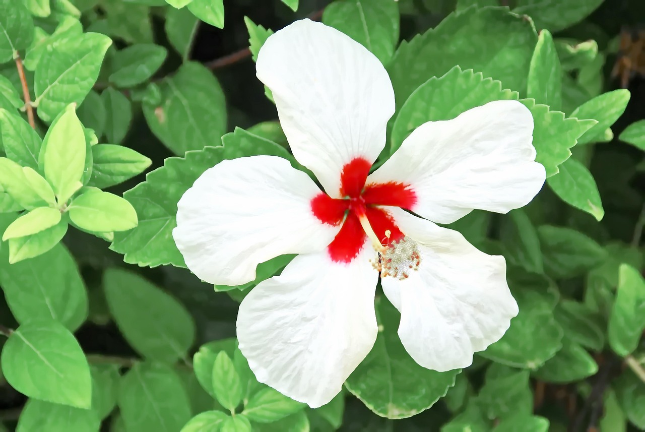 Hibiscus Pollination Flower White Free photo on Pixabay Pixabay