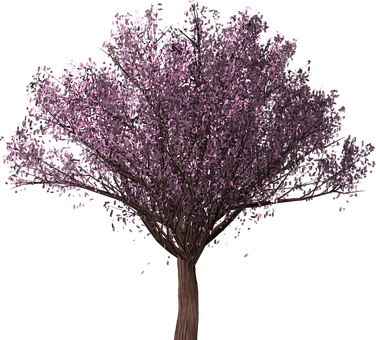 Free Cherry Blossom Tree Sakura illustration and picture