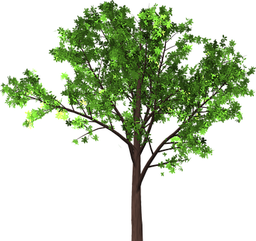 Free Tree Leaves illustration and picture