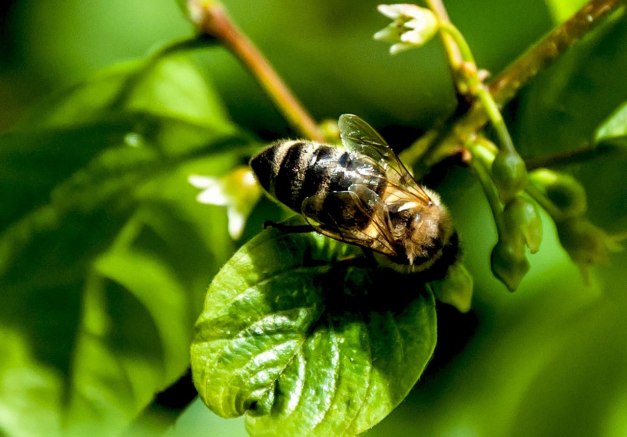Insect Natuur Blad - Gratis foto op Pixabay - Pixabay