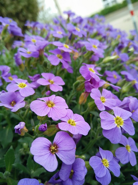 Free Flower Nature photo and picture