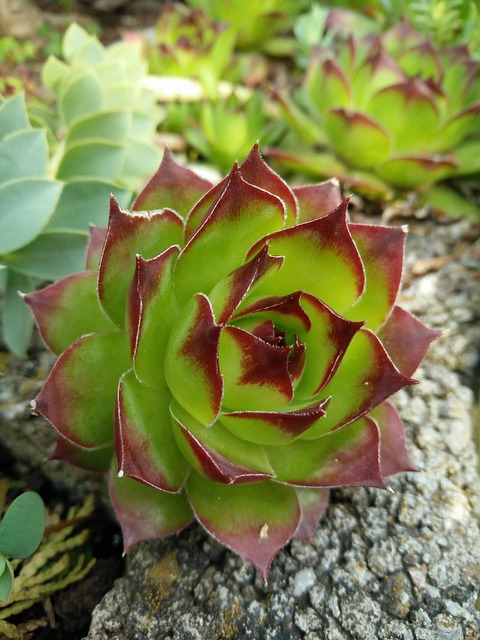 Free Nature Plant photo and picture