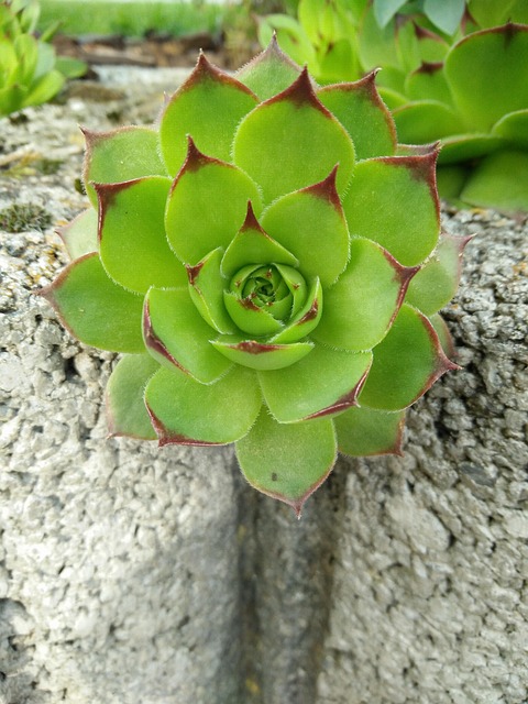 Free Plant Nature photo and picture