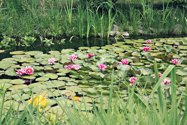 Free Flower Plant photo and picture