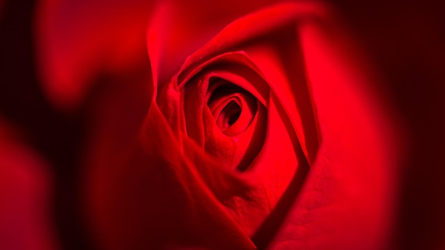 Free Amorous Romance photo and picture