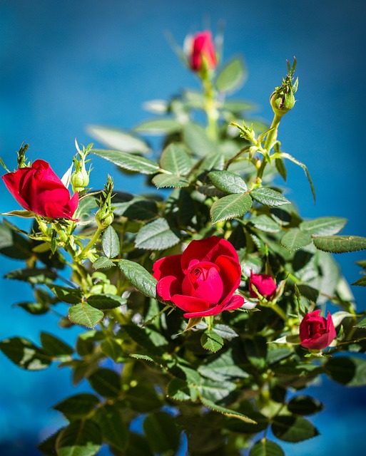 Free Flower Beautiful Flowers photo and picture