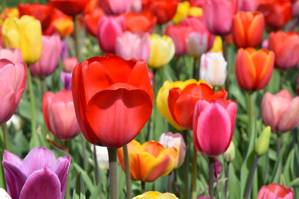 Tulips Flowers Colorful Spring · Free photo on Pixabay