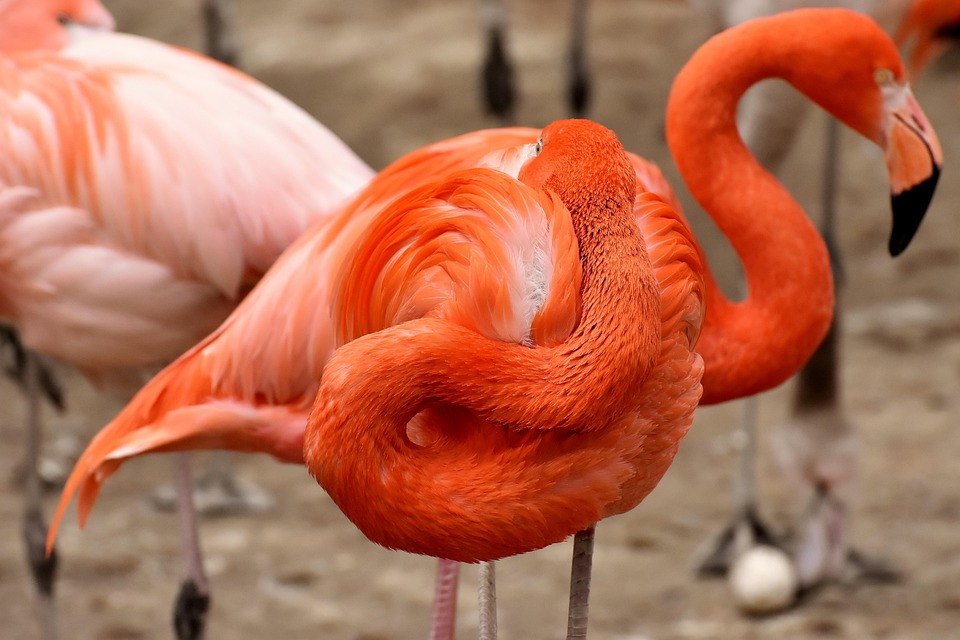 flamingo hoveder flamingo hoveder