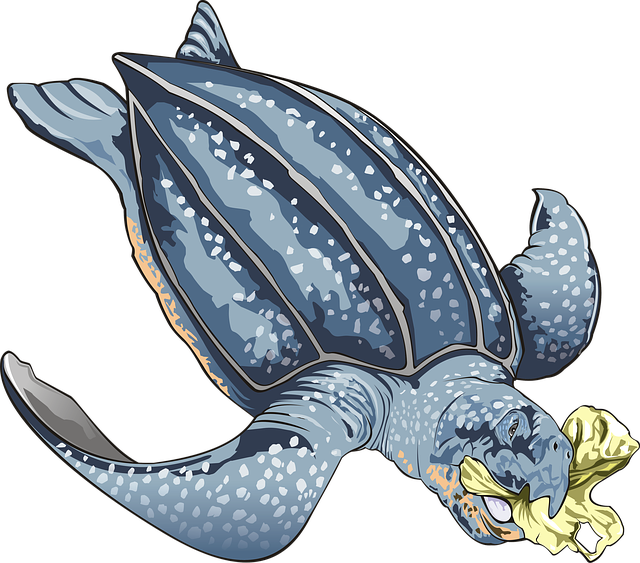 Free sea turtle turtle scuba diving illustration
