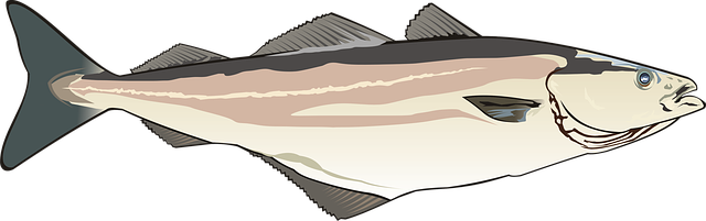 Free fish coalfish fishing illustration