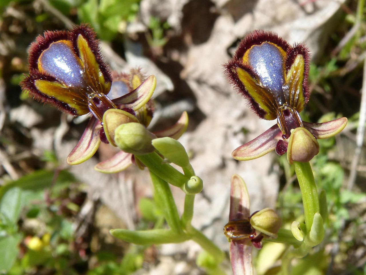 Apiary Abellera Orchid - Free photo on Pixabay - Pixabay