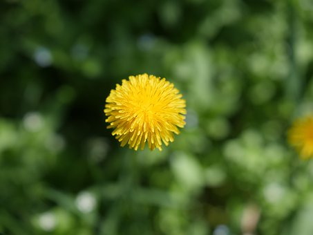 Diente De León, Taraxacum, Flor
