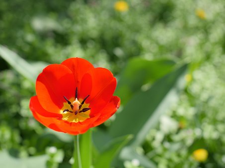 Tulipán, Naturaleza, Flor, Flora