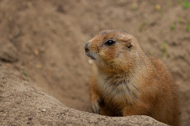 Free Wildlife Prairie Dog photo and picture