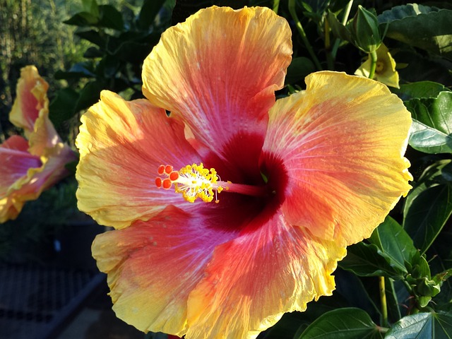 Free Flower Nature photo and picture