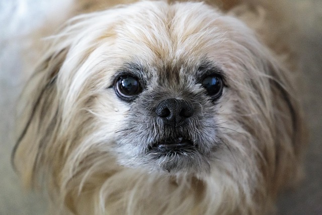 Free Dog Animal photo and picture
