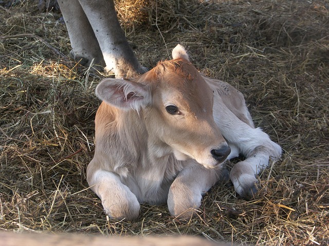 Free Mammal Grass photo and picture