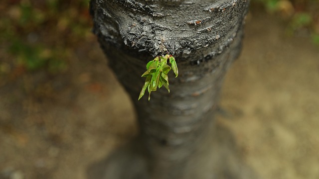 Natur, Nøgne Træer, 0 ₩, Blad, Forår