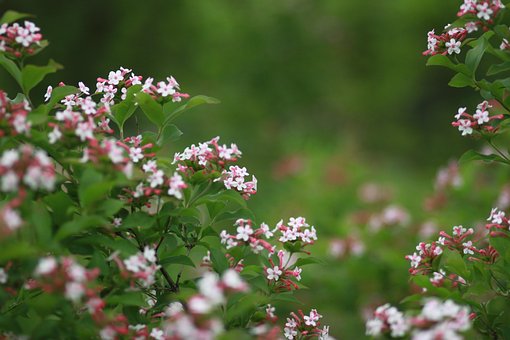 Bloem, Natuur, Plant, Zomer, Tuin