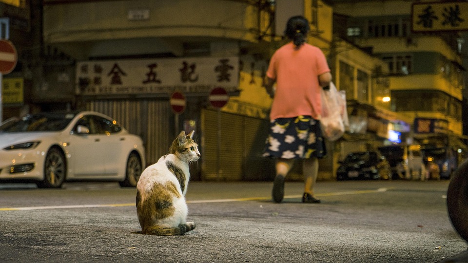 中美貿易戰出現意外受害者 大陸的寵物要斷糧? 1 街道, 人, 马路, 城市, 城市的, 户外, 路面, 夜景, 户外宠物, 都市, 汽车, 现代都市, 回家