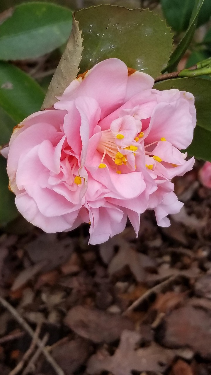Sitemapcdatahttpmobecellcare1comphoto De Profil Nature Fleurnull