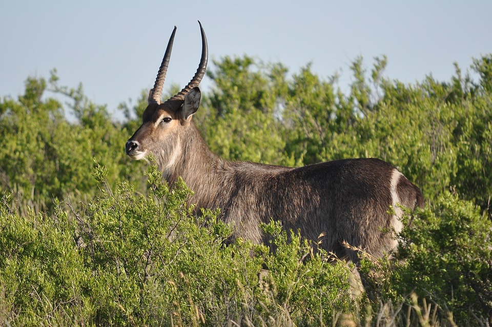 Fauna Silvestre Naturaleza - Foto gratis en Pixabay - Pixabay