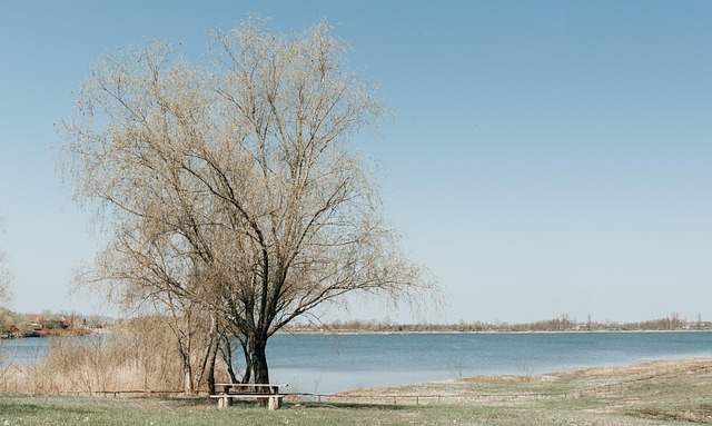 Natuur, Boom, Landschap, Winter, Lucht