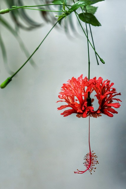 Lanternas Japonesas Aranha De - Foto gratuita no Pixabay - Pixabay