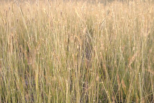 Free Grass Flower Windows Wallpaper photo and picture