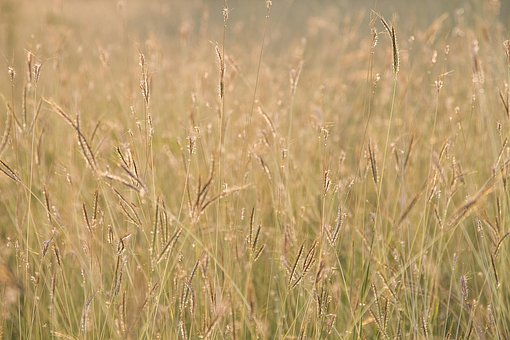 Free Grass Flower Flower photo and picture