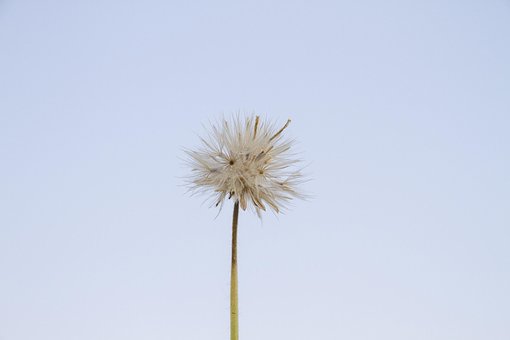 Free Grass Flower Flower photo and picture