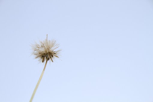 Free Grass Flower Flower photo and picture