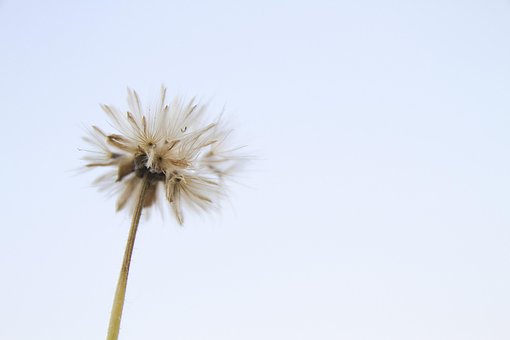 Free Grass Flower Flower photo and picture