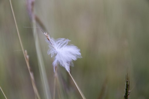 Free Grass Flower Flower photo and picture