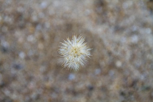 Free Grass Flower Flower photo and picture