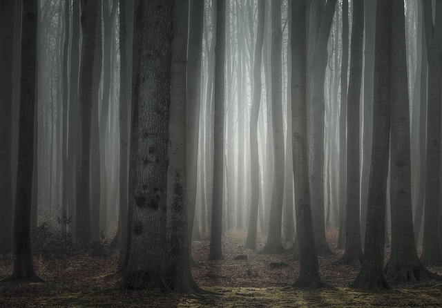 Free Nature Forest photo and picture