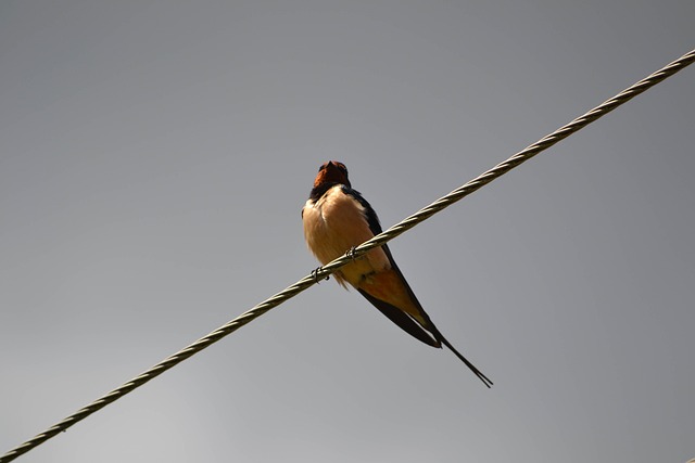 Free Swallow Bird photo and picture