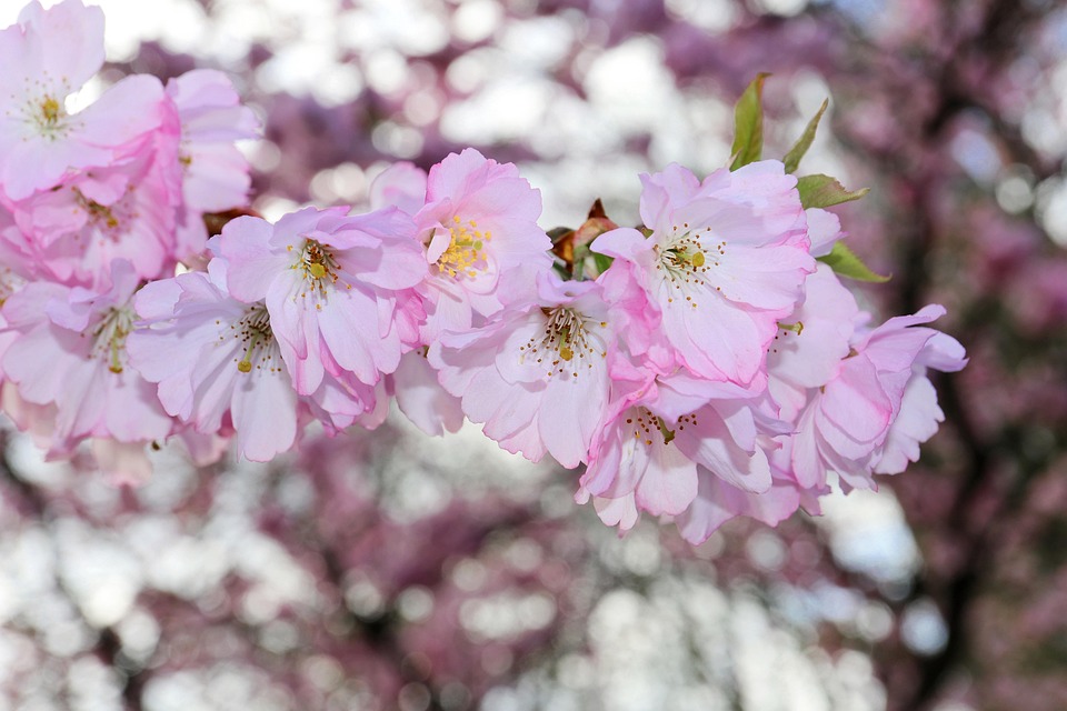 Japanese Cherry Blossom Tree - Free photo on Pixabay - Pixabay