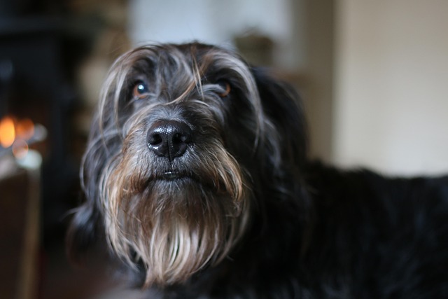 Free Dog Pet photo and picture
