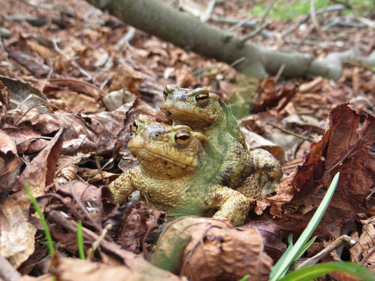 Frog Reproduction Amphibian Free photo on Pixabay Pixabay