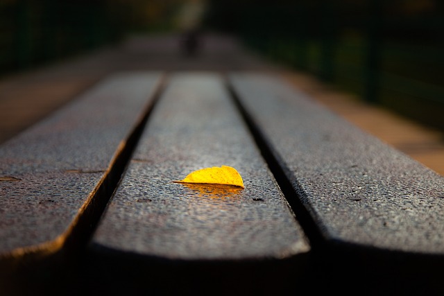 Free Leaf Nature photo and picture