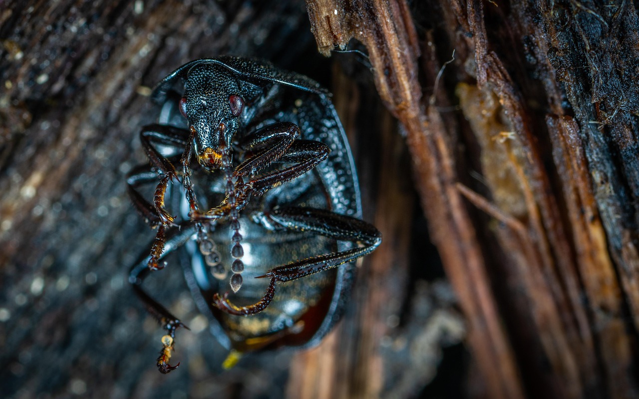 Insect Invertebrate Nature - Free photo on Pixabay - Pixabay