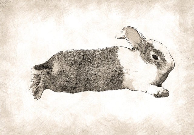 Download Bunny, Rabbit, Mammal. Royalty-Free Stock Illustration Image ...